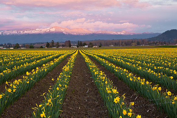 Thanks to Washington Bulb Co., Inc. for the opportunity to take this photo of their daffodil field in Mount Vernon, Washington.
