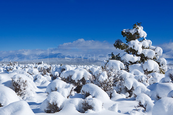 Winter in western Taos County... 5 x 7 greeting card